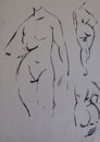Anatomie, env. 1948 (dessin, 24 x 31.5 cm,  coll. part. MR)