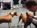 Gut gemacht Lob von Herrchen