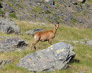 Un isard