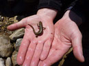 L'euprocte, triton endémique des Pyrénées