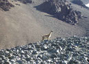 Guanaco dans le Cordon del Plata