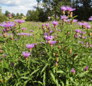 Flockenblumen (Romauniederung, Bahnstation Aalfang)