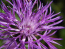 Flockenblume