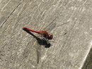 Libelle...