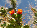 Tropical Lodge, Colca Canyon