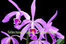 Cattleya maxima PV Fob France 20€
