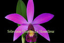 Lc.(L. lucasiana x C. violacea) x Love Knot PV Fob France 15€