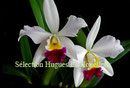 Lc. White Chinderela PV Fob France 25€