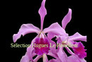 Cattleya silvana PV Fob France 20€