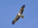 Zwergadler (Aquila penata), Insel Cabrera, Mallorca E
