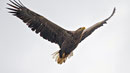 Seeadler (Haliaeetus albicella), Klingnauer Stausee