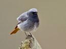 Hausrotschwanz M (Phoenicurus ochruros), Villnachern