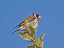 Distelfink od. Stieglitz (Carduelis carduelis), El Rocio, Spanien