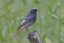Hausrotschwanz M (Phoenicurus ochruros), Villnachern