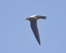 Alpensegler (Apus melba), Seengen