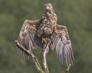 Seeadler (Haliaeetus albicella), Hortobagy, Ungarn