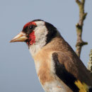 Distelfink od. Stieglitz (Carduelis carduelis), Brugg