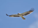Zwergadler (Aquila penata), Insel Cabrera, Mallorca E