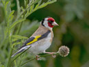 Distelfink od. Stieglitz (Carduelis carduelis), Flachsee