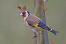 Distelfink od. Stieglitz (Carduelis carduelis), Villnachern