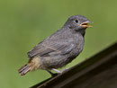 Hausrotschwanz, Jungvogel, Villnachern