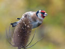 Distelfink od. Stieglitz (Carduelis carduelis), Villnachern