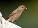 Hausrotschwanz W (Phoenicurus ochruros), Aarau