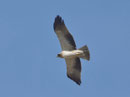 Zwergadler (Aquila penata), Insel Cabrera, Mallorca E