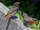 Hausrotschwanz (Phoenicurus ochruros), Männchen mit Jungvogel, Intragna TI