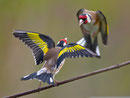 Distelfink od. Stieglitz (Carduelis carduelis), Villnachern