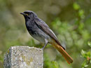 Hausrotschwanz M (Phoenicurus ochruros), Villigen
