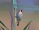 Distelfink od. Stieglitz (Carduelis carduelis), Neeracherried