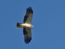 Zwergadler (Aquila penata), Nähe Trujillo, Extremadura E