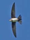 Alpensegler (Apus melba), Seengen