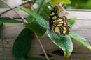Siproeta stelenes "Malachitfalter"