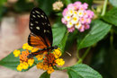 Heliconius hecale "Goldener Hekale"