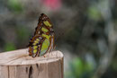 Siproeta stelenes "Malachitfalter"