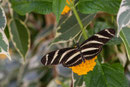  Heliconius charithonia "Zebrafalter"