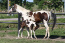 With colt by Floré Star (Florestan I-Arpeggio)