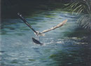 Fischadler - Öl auf Leinwand 30 x 40 cm - verkäuflich