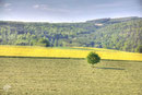 Feld bei Bad Zwesten - HDR