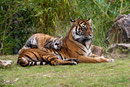 Mit freundlicher Genehmigung des Burgers' Zoo B. V.