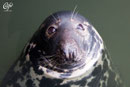 Willi (Sylt)