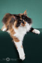 Esbjerg´s Annie Oakley - "Monster" - 1 Jahr