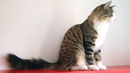 Batcave Violetta - "Letti" - 9,5 Monate