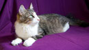 Batcave Violetta - "Letti" - 1 Jahr 3 Monate