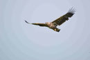 Seeadler, Jungvogel