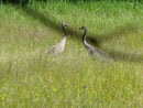 Kranichpaar bei der Futtersuche (Foto:   Dieter Werner)