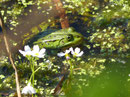 Teichfrosch   (Foto:   Dieter Werner)