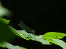 Prachtlibelle  (Foto:   Dieter Werner)